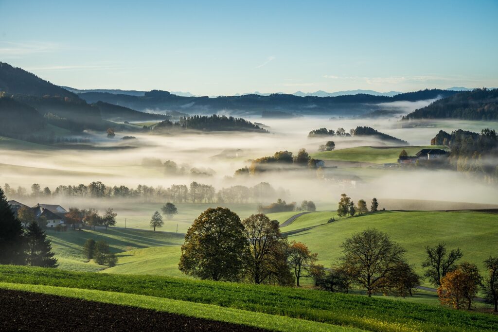 Baumfällung im Mühlviertel.