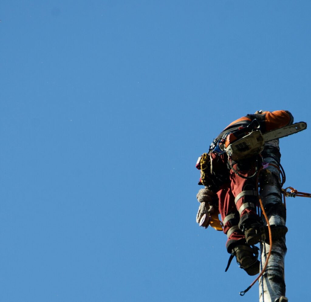 Seilklettertechnik. Hier wird der Baum nach und nach geschnitten. Baumkrone ist schon weg.